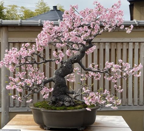 Bonsai art Tokyo, cherry blossom - TOKYO travel TIPS Tokyo Cherry Blossom, Cherry Blossom Bonsai Tree, Bonsai Shop, Japanese Bonsai Tree, Japanese Plants, Japanese Cherry Blossoms, Bonsai Tree Care, Japanese Blossom, Japanese Bonsai