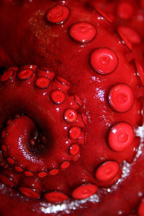 https://flic.kr/p/2TL4vH | Red Spiral | Octopus for sale at the Tsukiji Fish Market in Tokyo, Japan Foto Macro, Red Things, Red Octopus, I See Red, Simply Red, Red Aesthetic, Shades Of Red, Red Hot, Ruby Red