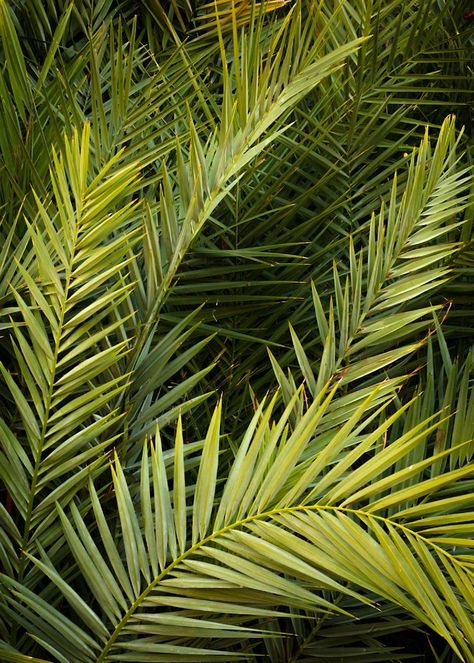 Palm Frond Assembly This stunning abstract photography fine art print captures the essence of a palm tree in exquisite detail. The close-up perspective allows you to appreciate the intricate lines and textures of the palm tree's leaves. The image showcases the natural beauty of the palm tree, with its gracefully curved fronds and delicate patterns. The vibrant green hues of the leaves add a touch of freshness and vitality to any space. Whether you're a nature enthusiast or simply looking t... Palm Tree Close Up, Palm Tree Texture, Nature Enthusiast, Tree Textures, Palm Tree Leaves, Travel Content, Photography Fine Art, Palm Fronds, Green Hues