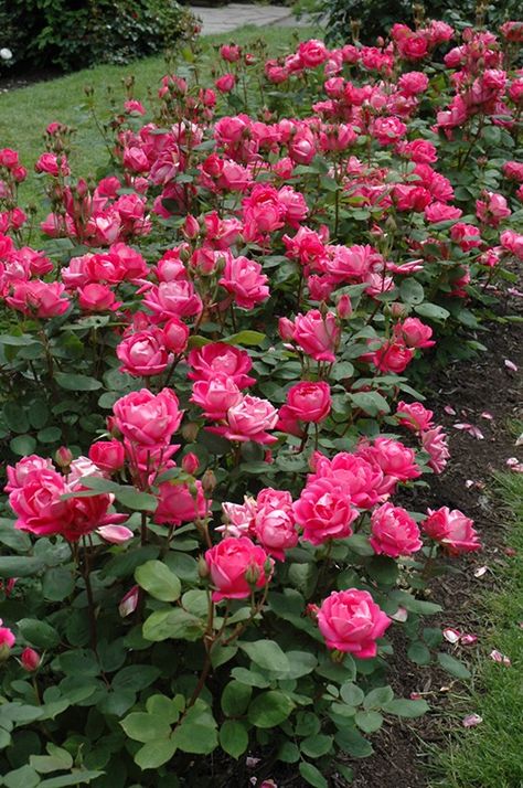 Gyönyörű szegély rózsák 💗 Double Knockout Roses, Nikko Blue Hydrangea, Landscaping With Roses, Knockout Roses, Spring Hill Nursery, Orchid Garden, Rose Seeds, Perennial Shrubs, Shrub Roses