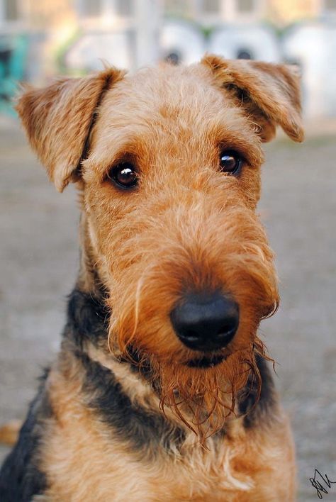 Airedale Terrier Puppies, Airedale Dogs, Lakeland Terrier, Welsh Terrier, Irish Terrier, Terrier Breeds, Terrier Puppies, Airedale Terrier, American Pitbull Terrier