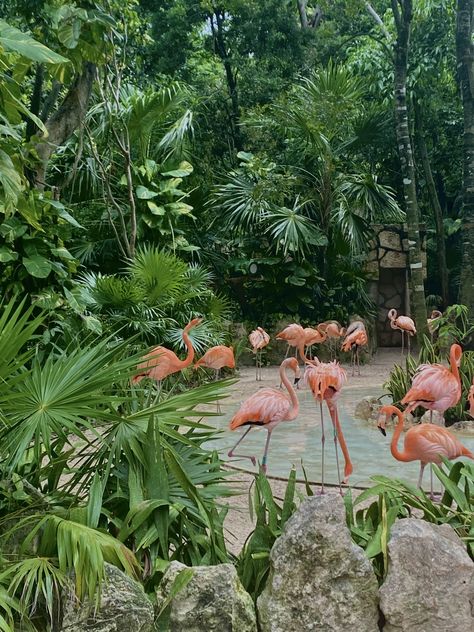 Green White Red Aesthetic, Astronomy Major, Beto Carrero World, Flamingo Pictures, Cancun Vacation, City Zoo, Beach Wall Collage, Bahamas Vacation, Plant Aesthetic