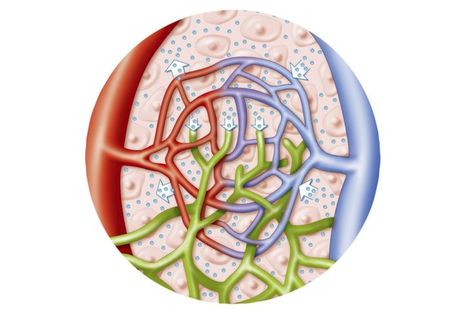 How Lymphatic Vessels Prevent Edema: Lymphatic Vessels Lymph Vessels, Infection Control, Body Anatomy, Anatomy And Physiology, Anatomy