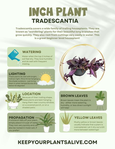 TRADESCANTIA plant care guide Tradescantia Plant, Tradescantia Plant Care, Wondering Jew Plant Care, Tradescantia Care, Wandering Dude Plant Care, Wandering Jew Plant Care, Purple Heart Plant Care, Wondering Jew Plant, Tradescantia Zebrina Care