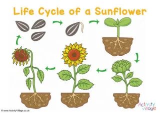 Life Cycle of a Sunflower Plant Life Cycles, Sunflower Life Cycle, Beautiful Yellow Flowers, Activity Village, Sequencing Worksheets, Growing Sunflowers, Sequencing Cards, Planting Sunflowers, Plant Life Cycle