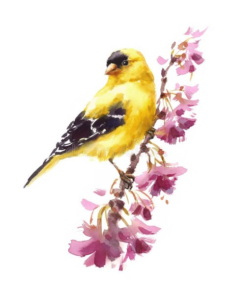 Photo about Hand painted Watercolor illustration of American Goldfinch Bird on the branch with flowers on white background. Illustration of design, background, blue - 81499199 Goldfinch Bird, Branch With Flowers, Bird Watercolor Art, American Goldfinch, Bird Watercolor Paintings, Watercolor Birds, Autumn Illustration, Greeting Card Illustration, Watercolor Painting Techniques