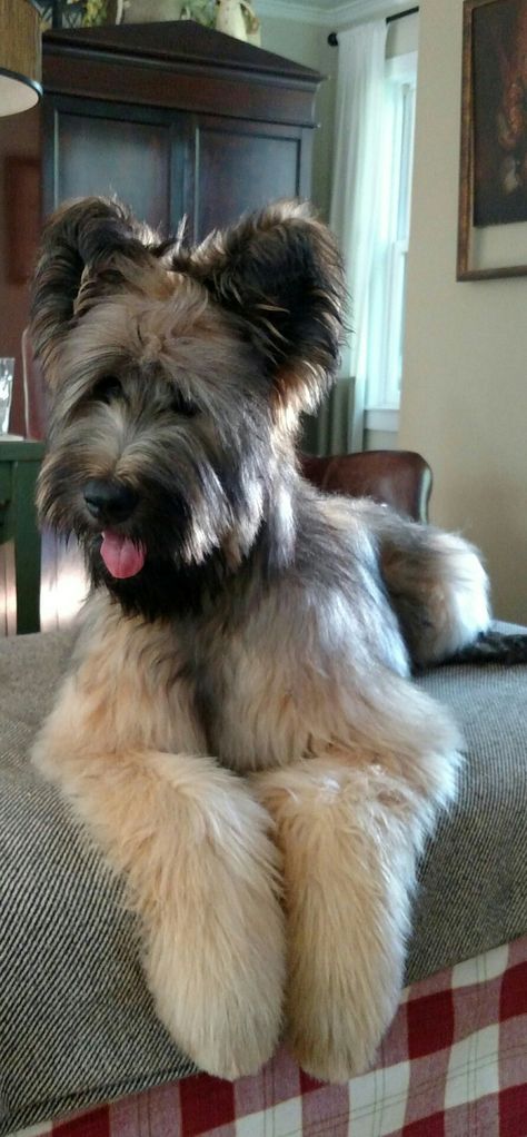 Briard Puppies, Briard Dog, Cute Creatures, Cute Little Animals, Beautiful Dogs, Big Dogs, Dog Life, I Love Dogs