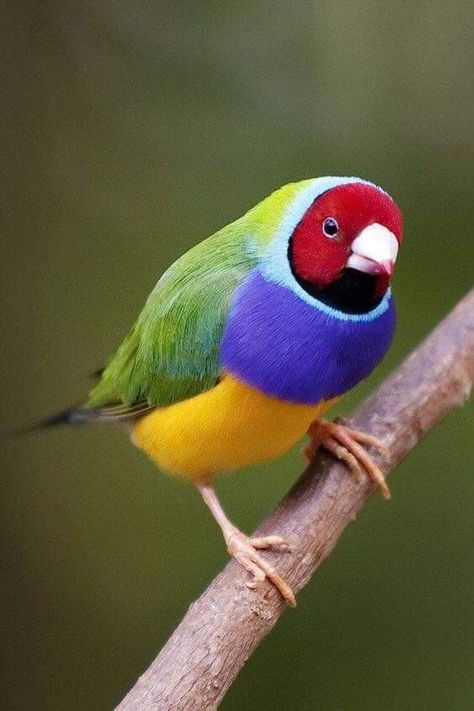 Backyard Birds Sanctuary, Gouldian Finch, Regard Animal, Finch Bird, Bird Facts, Finches Bird, Colourful Birds, Most Beautiful Birds, Rare Birds