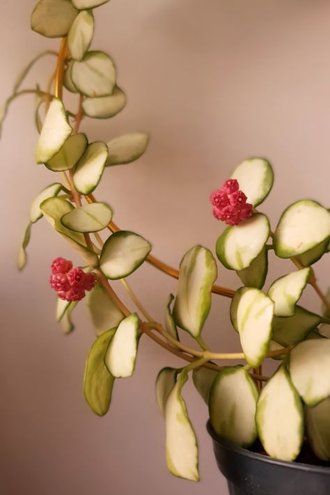 HOYA HEUSCHKELIANA VARIEGATED PLANT IN BLOOM Hoya Lisa, Hoya Heuschkeliana, Plants Wishlist, Pattern Reference, Apple Plant, Plant Obsession, Hoya Plant, Dream Plants, Jungle Vibes