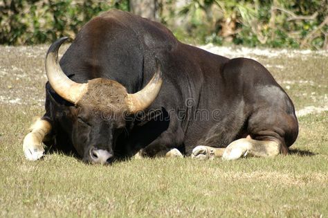 Sleeping Bull with Horns. Bull with Giant Horns Sleeping in the Grass , #Ad, #Bull, #Sleeping, #Horns, #Grass, #Giant #ad Bull With Horns, Nguni Cattle, The Age Of Aquarius, Taurus Bull, Bull Horns, Age Of Aquarius, Painting Art Projects, The Grass, Branding Design Logo