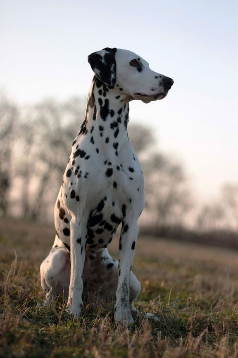 Dalmatian Photography, Dalmatian Puppy, Dalmatian Dog, Dalmatian Dogs, Sweet Dogs, Doberman Pinscher, The Animals, Funny Animal, Cute Little Animals