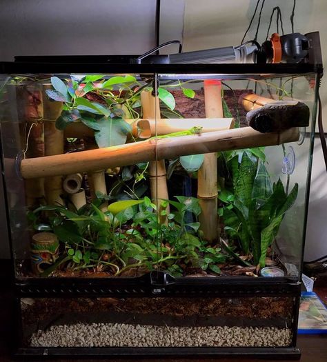 Day Gecko Enclosure, Tokay Gecko Enclosure, Day Gecko Terrarium, Bamboo Terrarium, Blue Tongue Skink Enclosure, Tank Pets, Frog Enclosure, Gecko Enclosure, Crested Gecko Care