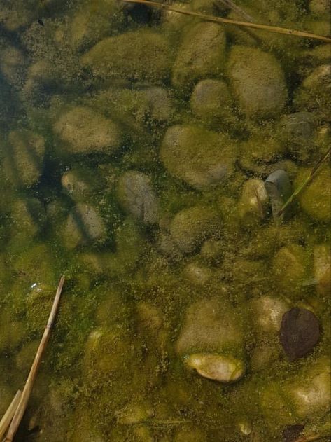 Green rocks lake water grunge aesthetic weeds plants greenery Murky Water Aesthetic, Mud Aesthetic, Rocks Under Water, Green Seashell, Creek Water, Murky Water, Tree Bark Texture, Human Pictures, Rock Aesthetic