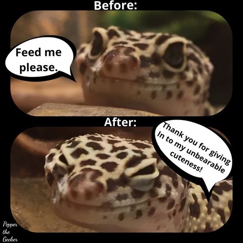 Leopard Gecko Food, Leopard Gecko Cute, Gecko Food, Bearded Dragon Funny, Bearded Dragon Diet, Cute Gecko, Baby Bearded Dragon, Bearded Dragon Cute, Cute Lizard