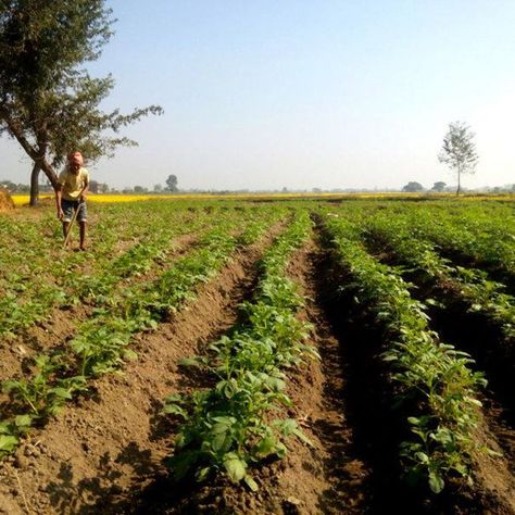 'Potato Farming In Nepal' on Picfair.com Potato Farming, Potato Farm, Farm Photography, Buy Prints, Agriculture, Nepal, Potato, Editorial, Building