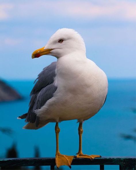 Seagull Photo, Seagull Photography, Sea Gulls, Coastal Birds, Bird Carving, Ocean Landscape, Watercolor Projects, Seascape Art, Shorebirds