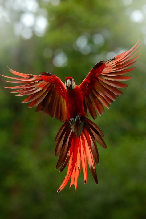 Peru Wildlife Photography Brazil Animals, Amazon Birds, Amazon Animals, Rainforest Birds, Rainforest Photography, Brazil Amazon, Rainforest Habitat, Rainforest Plants, Jungle Birds