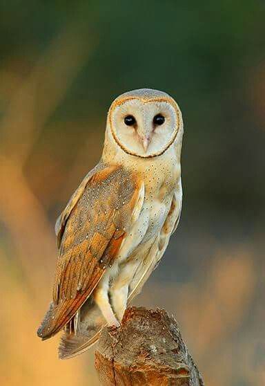 The barn owl of pakistan Barn Owls, Owl Photography, Owl Artwork, Owl Photos, Your Higher Self, Spirit Guide, Owls Drawing, Owl Pictures, Higher Self