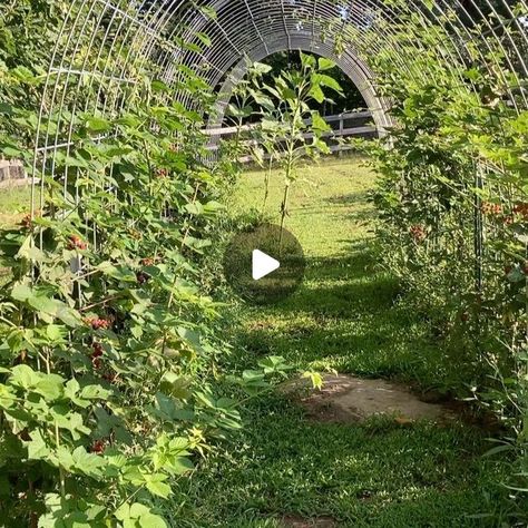 Samantha Inho Niro on Instagram: "Our blackberry tunnel is a total dream 💫  #blackberry #growingblackberries #blackberries #berrytunnel #tunnel #pickyourown #sopeaceful #homestead #homesteader #homesteading #garden #gardening #gardenlife #spacesaver #yum #trellis #vinetunnel #grow #growyourownfood #organic #foodforest #knowwhereyourfoodcomesfrom" Blackberry Trellis Ideas, Blackberry Garden, Blackberry Trellis, Homesteading Garden, Growing Berries, Thornless Blackberries, Growing Blackberries, Farm Ideas, Food Forest