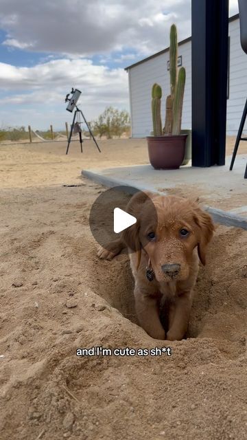 Bad Boy Bru on Instagram: "DESERT DAWG pt 2  #puppy #goldenretriever #dayinthelife" Dog Barking, Bad Boy, Golden Retriever, Cute Animals, Puppies, Dogs, Water, Animals, On Instagram