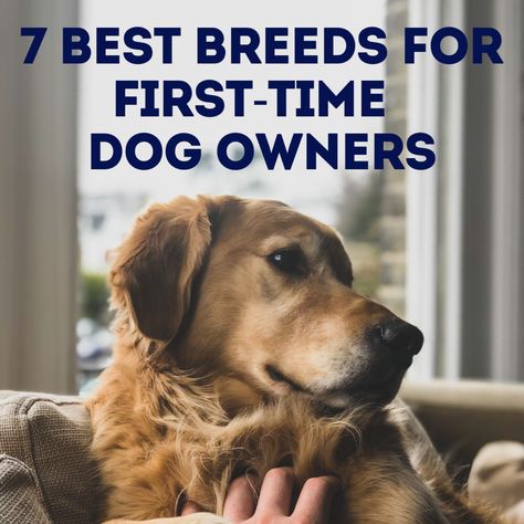 7 Best Dog Breeds for First-Time Owners. Learn what you should consider as a first-time owner and the best seven dog breeds to choose from. Bringing Home Puppy, Family Dogs Breeds, Top Dog Breeds, Expensive Dogs, Agility Training For Dogs, Dog Breeds List, Dog Obsessed, Puppy Teething, Popular Dog Breeds