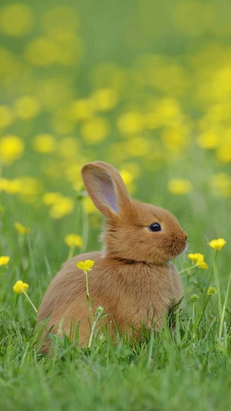 Cute Animals Kissing, Art Craft Ideas, Cutest Bunny Ever, Rabbit Wallpaper, Rabbit Pictures, Rabbit Colors, Rabbit Photos, Beautiful Rabbit, Bunny Cages