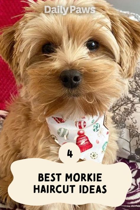 Short Morkie Haircut, Yorkie Bichon Haircuts, Cute Morkie Haircuts, Morkie Grooming Styles, Morkie Teddy Bear Haircut, Morkie Puppies Haircuts, Small Dog Haircuts Style, Yorkipoo Haircut Styles, Shorkie Dogs Haircuts