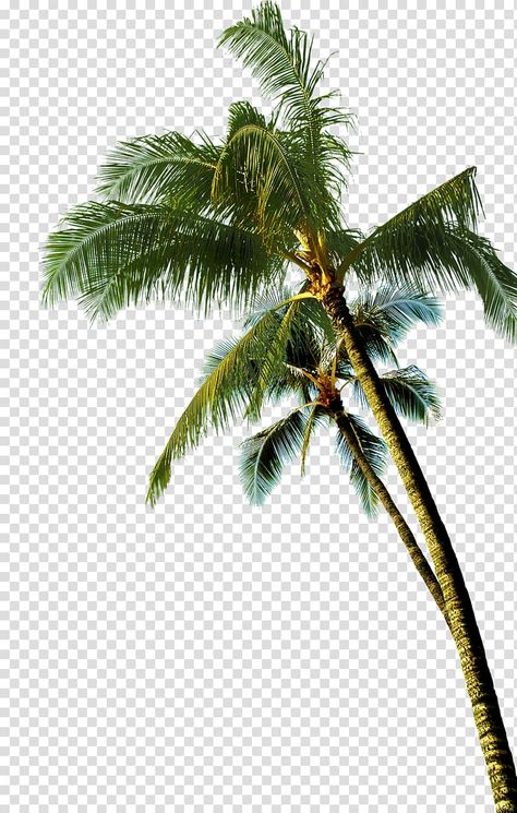 Coconut Tree Cartoon, Palm Tree Coconut, Palm Tree Background, Palm Tree Png, Palm Tree Photography, Tree Cartoon, Tree Photoshop, Green Coconut, Tree Collage