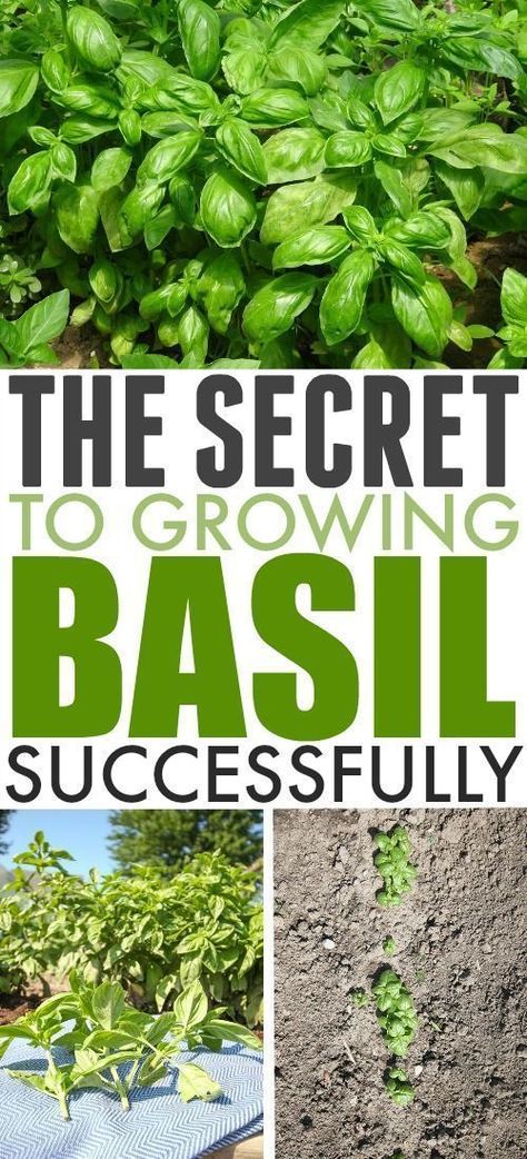 The Secret to Growing Basil Successfully | The Creek Line House Outdoor Herb Garden, Growing Basil, Basil Seeds, Astuces Diy, Magic Garden, Kew Gardens, Growing Herbs, House Garden, Veggie Garden