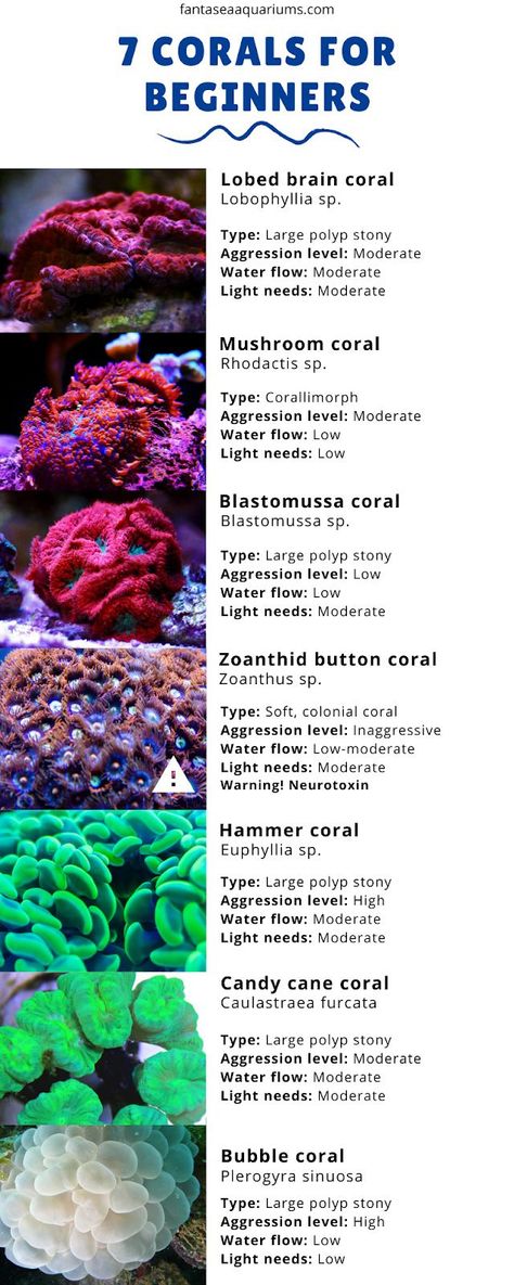 Nature, Types Of Coral Reef, Coral Tank Aquarium, Saltwater Reef Tank, Salt Water Fish Tank Ideas, Coral Types, Saltwater Tank Setup, Reef Safe Fish, Saltwater Aquarium Beginner