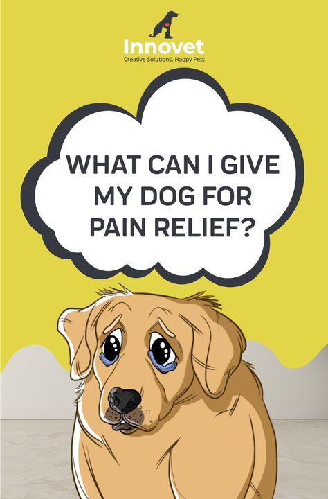 Medicines Dogs Can Take, Medications For Dogs, Dog Friendly Medications, Medicine For Dogs Over The Counter, Dog Pain Relief Remedies, What Can I Give My Dog For Pain, Human Meds Safe For Dogs, Over The Counter Meds For Dogs, Dog Medicine Over The Counter