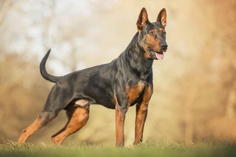 Dog Breed ➡️ CHINESE RED DOG Owner Genesis Red Dog Kennels 📸 @judithv.photography 🐶 King Amos 3,5 Years Old Born in 🇨🇳 Country 🇬🇧 Laizhou Hong, Types Of Dogs Breeds, Different Types Of Dogs, Chinese Dog, Doberman Pinscher Dog, Dog Kennels, I Like Dogs, Purebred Dogs, Bull Mastiff