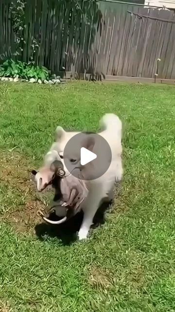 Animal Bond Stories on Instagram: "Heartwarming story #shortvideo #animals #shorts #lovestory #rescue #cute #heartwarming" Tiny Baby Animals, Aggressive Animals, Baby Animal Videos, Animal Humour, Amazing Animal Pictures, Scary Animals, Animal Antics, Dresses Mermaid, 2024 Wedding