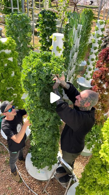 Agrotonomy on Instagram: "We’re vertical farming with Spicy Moustache to show you how to cultivate cilantro (coriander) on aeroponic towers from seed to harvest. This method of farming allows you to harvest up to 7 kg. of cilantro in less than 1 square meter (1m x 1m) of space. @_spicymoustache_ #farming #agriculture #gardening #verticalfarming #soilless #aeroponics #hydroponics #cilantro" Spicy Moustache, Veg Gardens, Garden Hacks, Vertical Farming, Smart Garden, Veg Garden, Square Meter, Vertical Garden, Hydroponics