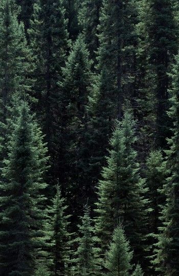 Green Branding, Dark Naturalism, Lighthouse Tattoo, Wild Forest, Dream Travel Destinations, Fantasy Aesthetic, Pine Forest, Green Trees, Green Aesthetic