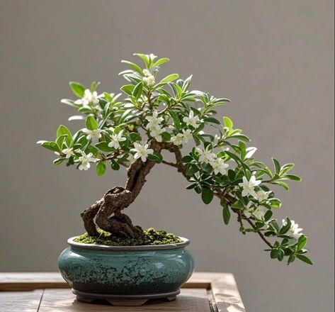 Rose Bonsai, Bonsai Mame, Flowering Bonsai Tree, Bonsai Nursery, Pre Bonsai, Bonsai Tree Types, Bonsai Styles, Puzzle Crafts, Bonsai Art