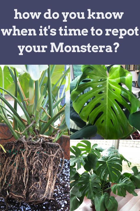 Monstera Deliciosa Care, Inside House Plants, Monstera Plant Care, Plant Monster, Plant Problems, Plant Box, Monstera Plant, Monstera Deliciosa, Propagating Plants