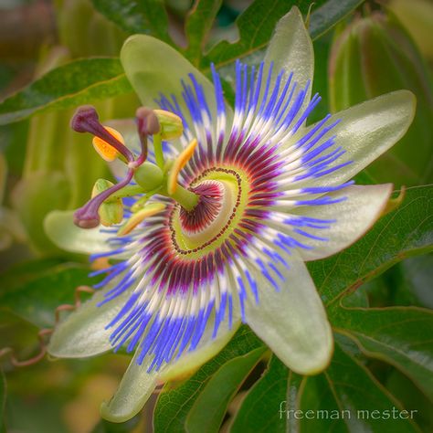 Passion Flower--we have these growing beautifully on our porch.  MLM calls them "special flowers" Twists Passion, Passion Twists Hairstyle, Gardening Tattoo, Passion Fruit Flower, Gardener Aesthetic, Gardening Aesthetic, Garden Tattoo, Passion Flowers, Passion Twists