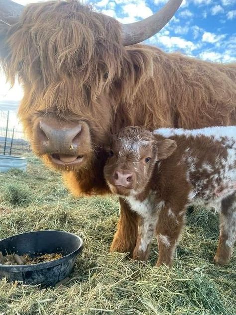 Pet Cows, Farm Sanctuary, Fluffy Cows, Farm Cow, Highland Cattle, Baby Cows, Animal Sanctuary, Cute Cows