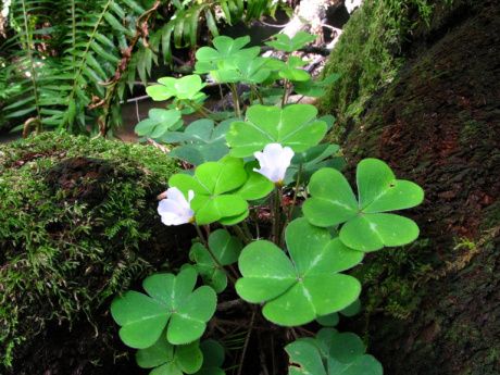 oxalis-oregana / redwood sorrell Oxalis Oregana, Native Ground Cover, Shamrock Plant, Plants Backyard, Forest Paintings, Shamrock Tattoos, Coast Redwood, Wood Sorrel, Redwood Forest