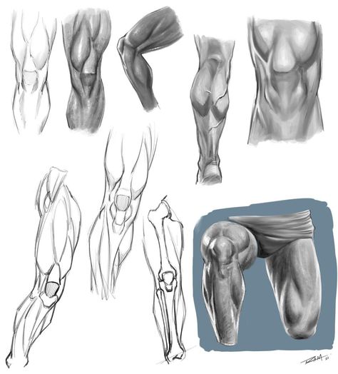 Leg Muscle Drawing, Muscular Legs Drawing, Robert Marzullo, Legs Tutorial, Muscle Drawing, Leg Anatomy, Leg Muscle, Drawing Legs, Muscular Legs