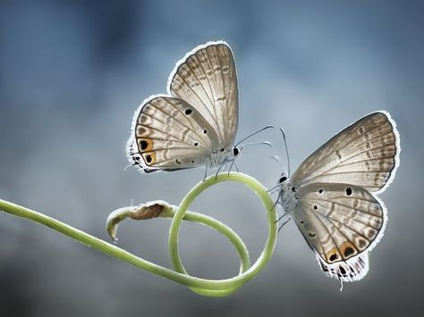 Picture of two white butterflies perched on a stalk Twin Beauties Photograph by Muhammad Mochtar, National Geographic Your Shot National Geographic Animals, National Geographic Photography, Canon Eos 1100d, Insect Photos, Butterfly Mirror, Butterfly Plants, Shot Photo, Butterfly Pictures, Wildlife Conservation