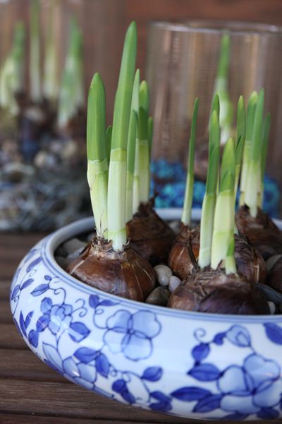 Try using your favorite shallow dish or container, like this pretty blue and white ceramic piece. Image credit: Our Best Bites Container Water Gardens, Tattoo Plant, Indoor Water Garden, Growing Bulbs, Grow Vegetables, Garden Bulbs, Indoor Gardens, Funny Hats, Spring Bulbs