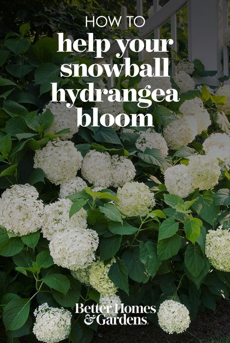 A few simple tips = tons of flowers! White Snowball Hydrangea, Hydrangea Snowball, Hydrangea Types, Snowball Plant, Incrediball Hydrangea, Snowball Hydrangea, Hydrangea Potted, Types Of Hydrangeas, Hydrangea Varieties