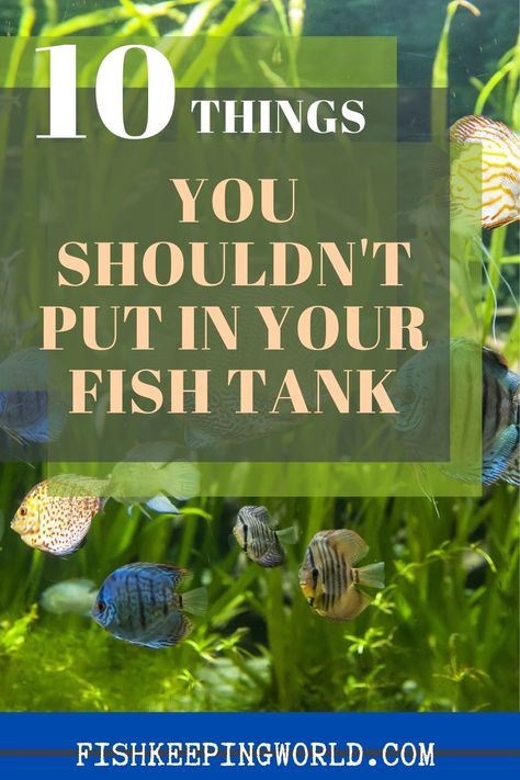 Cool Fish Tank Decorations, 10 Gallon Fish Tank, Fish Tank Ideas, Fish Aquarium Decorations, Fish Tank Themes, Fish Tank Terrarium, Fish Keeping, Small Fish Tanks, Diy Fish Tank