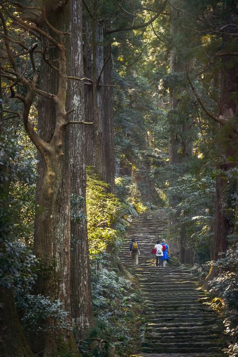 Planet Photo, Bali Lombok, Tokyo Japan Travel, Forest Trail, Ancient Forest, Lonely Planet, Pilgrimage, Tokyo Japan, Japan Travel