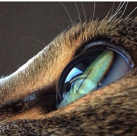 Such a neat shot Regard Animal, Regnul Animal, Eye Close Up, Cat Anatomy, Big Eyes Art, Eye Photography, Eye Art, Animal Planet, Animal Photo