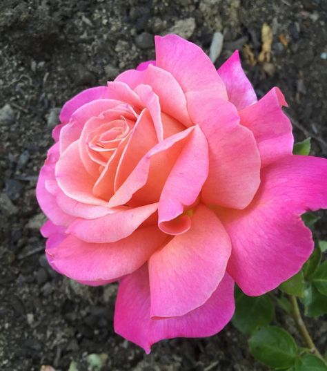 Rooting Roses, Peace Rose, Most Popular Flowers, Asian Garden, One Rose, Hybrid Tea Roses, Growing Roses, Pretty Roses, Love Rose