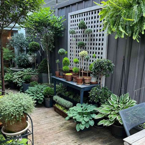 Small Container Garden Ideas, Court Yard Garden Ideas Courtyards Patio, Patio Container Gardening Ideas, Potted Garden Ideas, Backyard Zones, Tiny Courtyard Garden, Small Backyard Garden Ideas, Urban Yard, Courtyard Garden Ideas