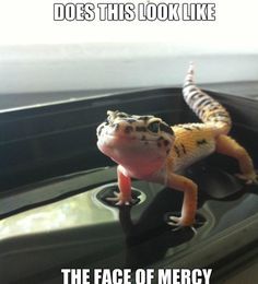 L.G. memes on Pinterest | Leopard Geckos, Lizards and Lizard Craft Leopard Gecko Cute, Blessed Images, Funny Lizards, Cute Gecko, Cute Lizard, Rabbit Cages, Cute Animal Memes, Cute Reptiles, Have Mercy